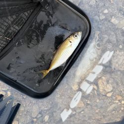 デイアジングも空振り