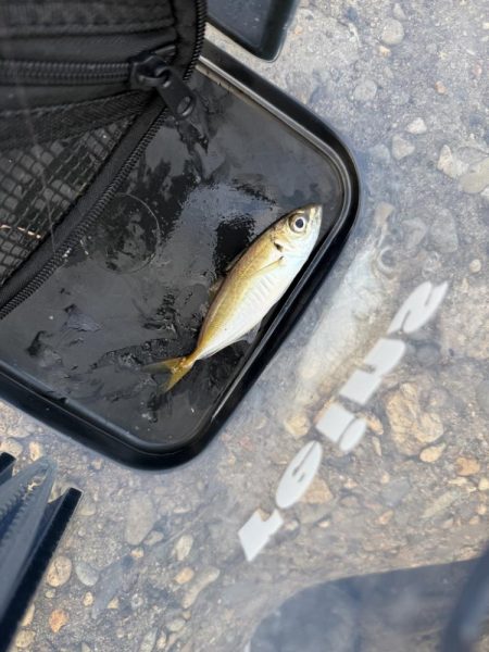 デイアジングも空振り