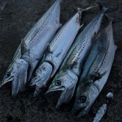 ハマチ　サゴシ