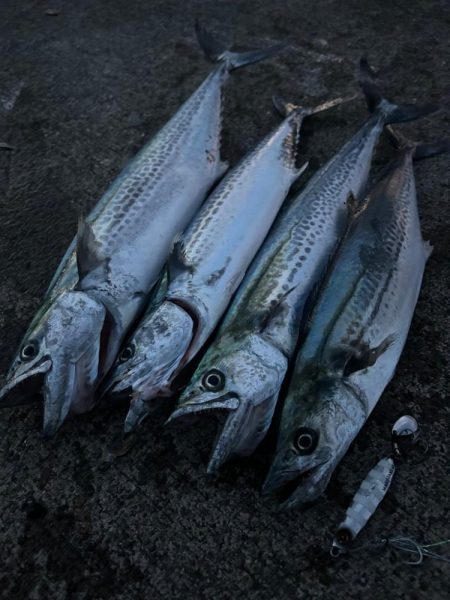 ハマチ　サゴシ