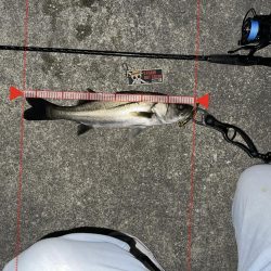 ベイト多数!でも時合いは短い!