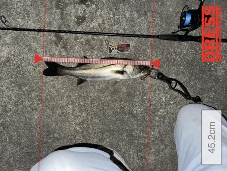 ベイト多数!でも時合いは短い!