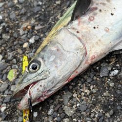 牙一族‼️湾奥にも襲来