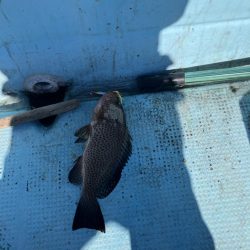 ボートエギングなど