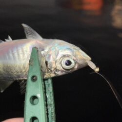 小アジとサバとチーバス