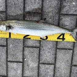 今年初のコスモ