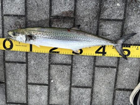 今年初のコスモ