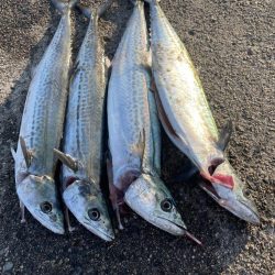 サゴシ➕ガシラ