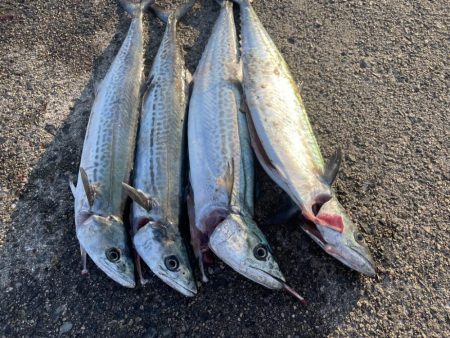 サゴシ➕ガシラ