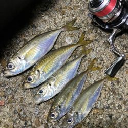 アジさんのご機嫌悪かった