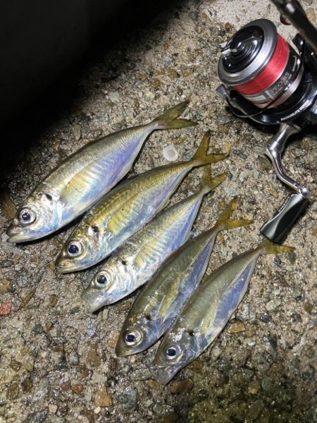 アジさんのご機嫌悪かった