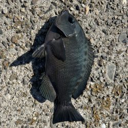 グレ狙いに！カワハギも。