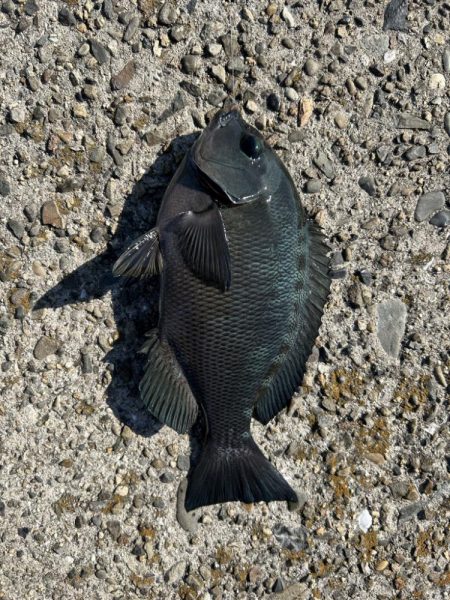 グレ狙いに！カワハギも。