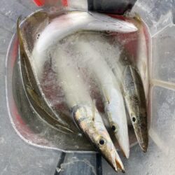 朝マズメのカマス釣りで7匹GET