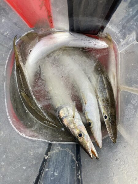 朝マズメのカマス釣りで7匹GET