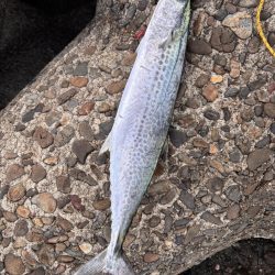 青物シーズン10