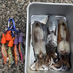 満月のエギング