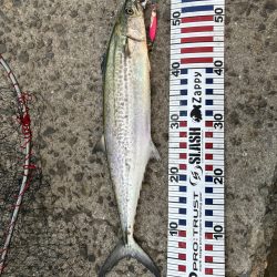 渋いもなんとか1匹