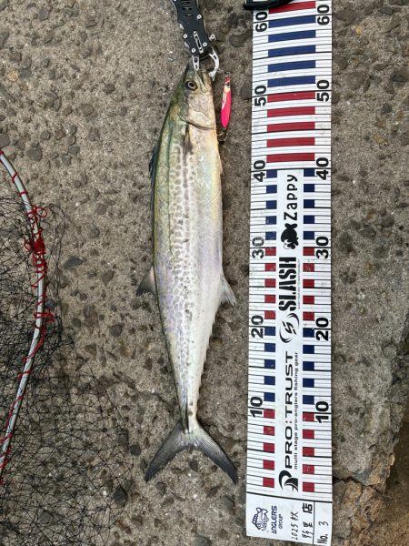 渋いもなんとか1匹