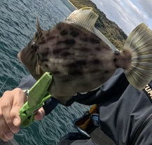 カワハギ坊主回避