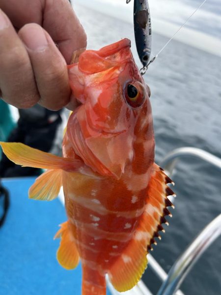 やっぱりSLJはおもしろい！