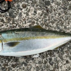 青物キャスティングゲーム