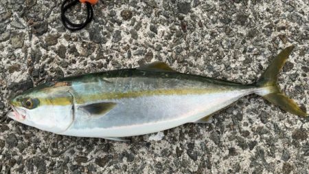 青物キャスティングゲーム