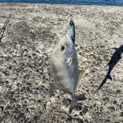 ライトショアジギング