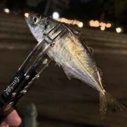 アジングしてきました