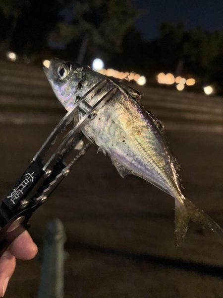 アジングしてきました