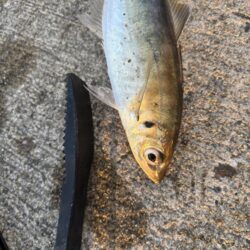 デカアジ多数釣れました