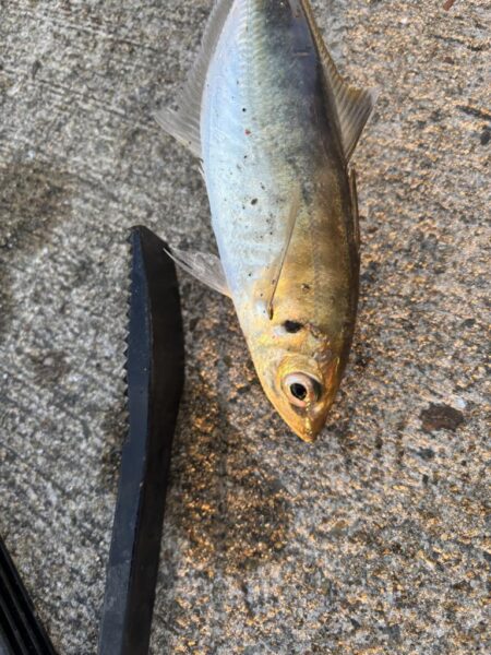 デカアジ多数釣れました