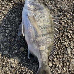 久しぶりの遠投カゴ釣り