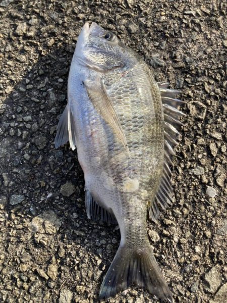 久しぶりの遠投カゴ釣り