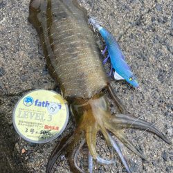 今年のイカは食えば良型