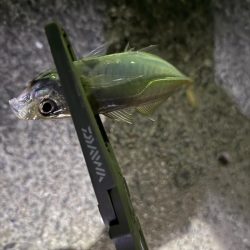 新規開拓アジング