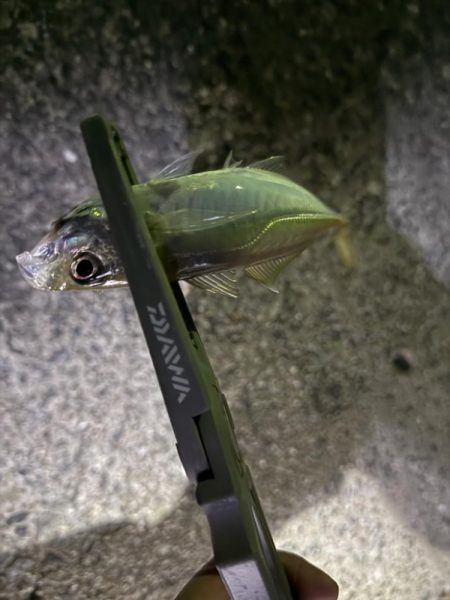 新規開拓アジング