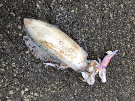 オールナイト釣行