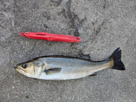 エビ撒き　活性高かったです