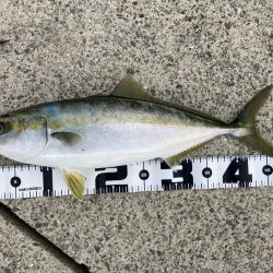 夕まずめの飲ませ