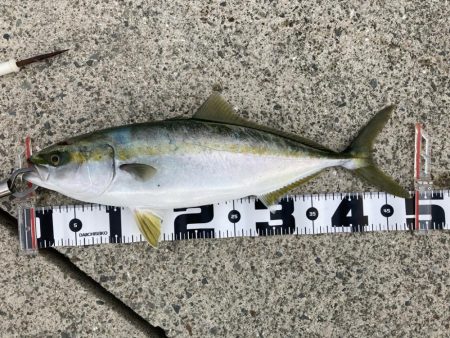 夕まずめの飲ませ