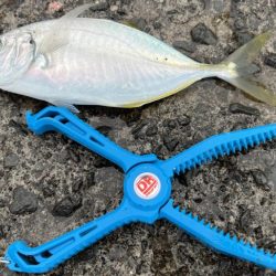 鯵を探して三千里 Vol.95