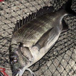 ヘチってきました