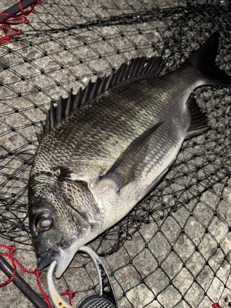 ヘチってきました