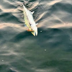 ショアジギング