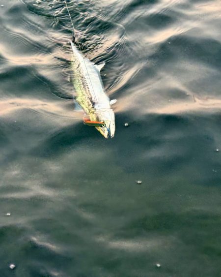 ショアジギング