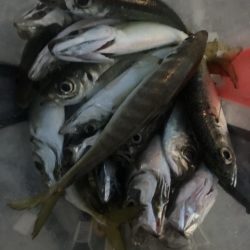 朝マズメのフロートアジング