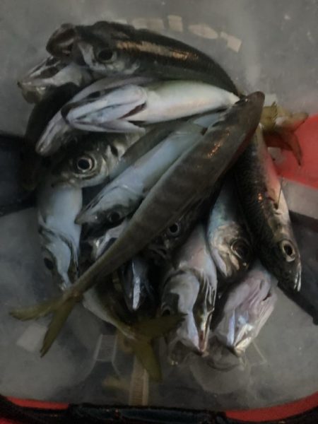 朝マズメのフロートアジング