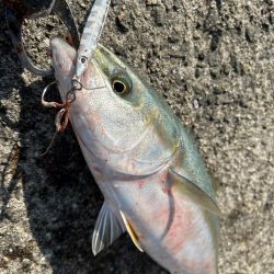 岸和田一文字でサゴシとハマチ!