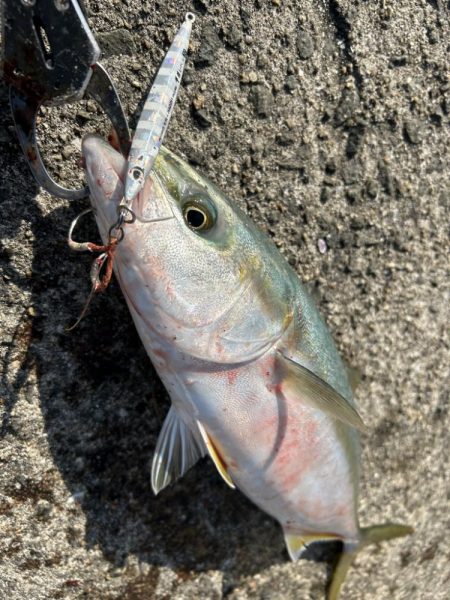 岸和田一文字でサゴシとハマチ！